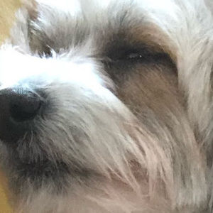 Meet your Posher, Devon mayo